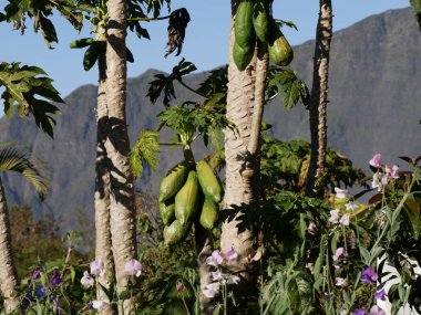 Fransa 'nın Reunion adasındaki Cilaos dağlarındaki Papaya ağaçları