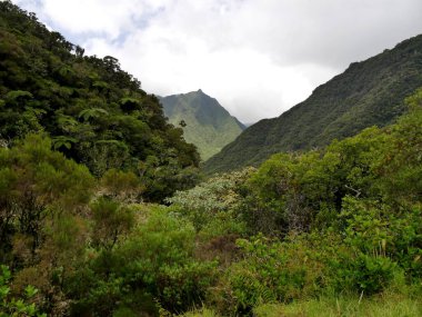 Dağlar, Belouve Ormanı 'na giden yolda Reunion Adası' nda yoğun tropikal bitki örtüsüyle kaplıydı.