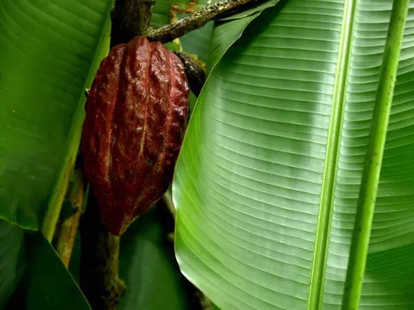 Theobroma cacao, cacao fruit in the middle of banana leaves, in the tropical jungle