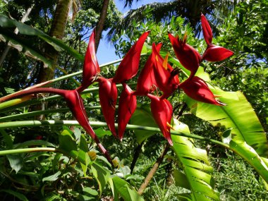 Heliconia stricta Huber kırmızı çiçeği, Reunion 'da tropikal çiçekler