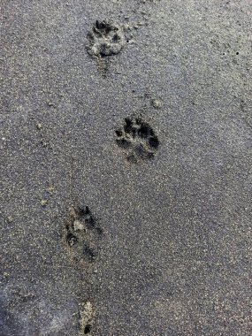 Kumsalda köpek patisi izleri var, takip edilmesi için iz bırakıyor.