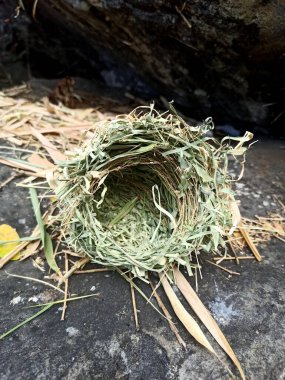 Düşmüş kuş yuvası, dokunmuş çimlerin ayrıntıları, Buluşma, Fransa