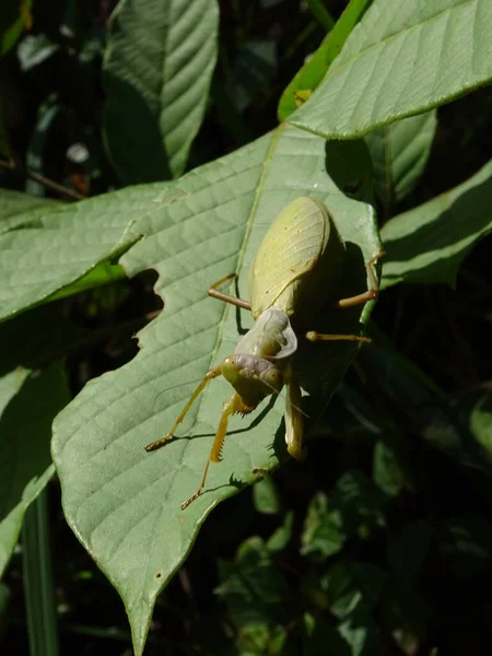 Praying mantis or European mantis on a green leaf in the jungle