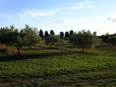 Akşam ışığında zeytin ağaçları Fransa 'nın güneyinde, Provence' de.
