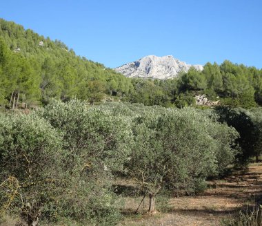 Arka planda Aix en Provence yakınlarındaki zeytin ağaçları ve Sainte Victoire Dağı. Fransa 'nın güneyinde Cezanne manzarası