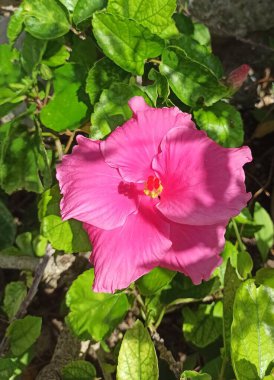 Taketomi Adası, Japonya 'da pembe amber çiçeği. Hibiscus rosa sinensis