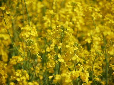 Fransa 'da bahar aylarında kolza tohumu tarlasında canlı sarı çiçekleri kapatın. Brassica napus çiçeği