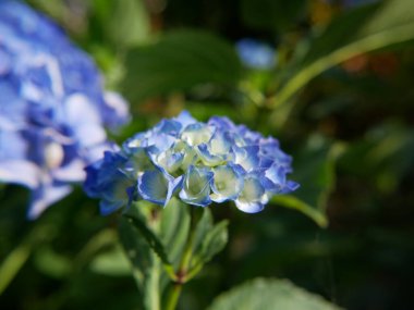 Mavi ortanca macrophylla çiçeğinin başlığını kapat. Fransız hortensiası çiçekleri