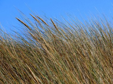 Avrupai marram mavi gökyüzü, Morbihan ve Fransa ile çim biçiyor