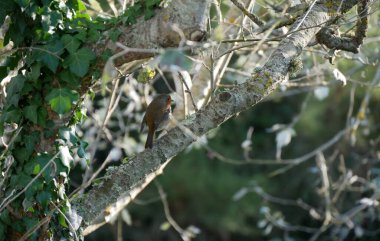 Avrupa bülbülü veya Erithacus rubecula ormandaki ağaç dalının üzerinde
