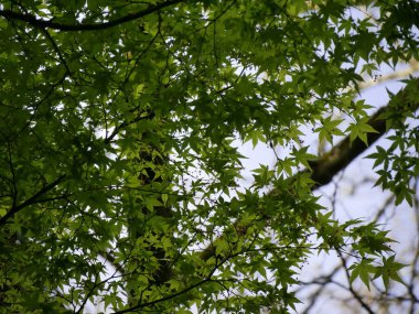 Baharda taze yeşil akçaağaç yaprakları. Japon akçaağaç yaprakları dökülüyor, Acer japonicum