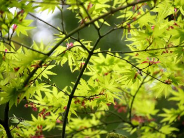 Baharda taze yeşil akçaağaç yaprakları. Japon akçaağaç yaprakları parka dökülüyor, Acer japonicum