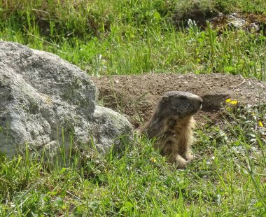 Alpine marmot in the burrow, in the alps. Marmota marmota, european fauna in mountains clipart