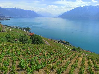 İsviçre 'de Lutry ve Vevey arasında Cenevre Gölü' nün önündeki Lavaux teraslı üzüm bağlarının manzarası