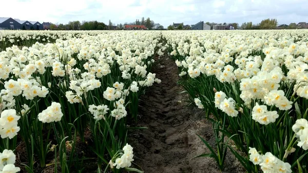 Field of white narcissus bridal crown blooming flowers in the netherland