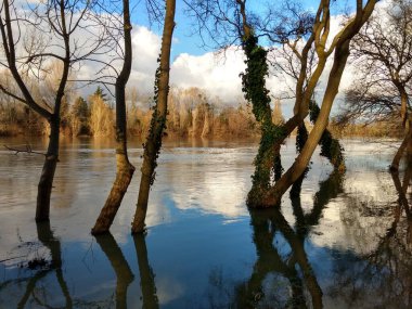 Seine Nehri, Rueil Malmaison, Fransa 'da Ocak 2018' de meydana gelen sel felaketinden sonra suda ayna etkisi yaratan ağaçlar.,