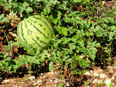 Hasattan önce bir tarlada yetişen karpuz, büyük terre, guadeloupe, citrullus lanatus