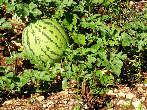 Hasattan önce bir tarlada yetişen karpuz, büyük terre, guadeloupe, citrullus lanatus