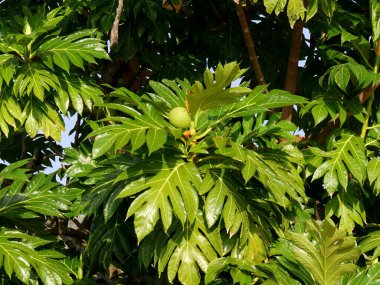 güzel yemyeşil yapraklar ve ekmek meyvesi ağacı meyvesi, meyve üreten Karayip ağacı, artocarpus altilis