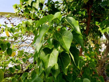 Manchineel ağacının meyve ve yaprakları, Karayip adalarında zehirli bir ağaç. Hippomane mancinella
