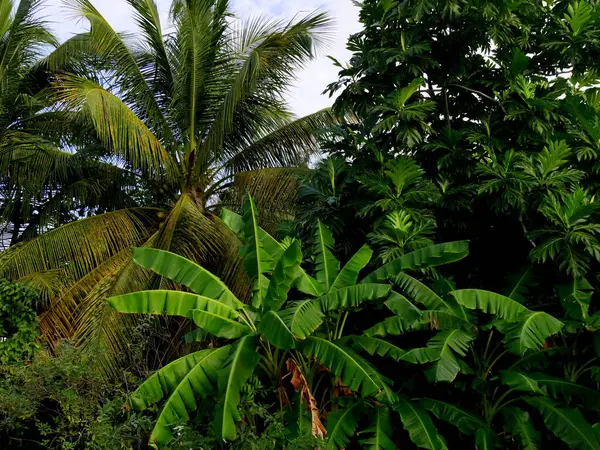tropical plant producing fruits and food : banana plant, coconut tree and breadfruit tree. equatorial vegetable food