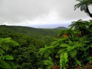 Ağaç eğreltiotu ve tropikal yağmur ormanları Guadeloupe Ulusal Parkı, Basse Terre