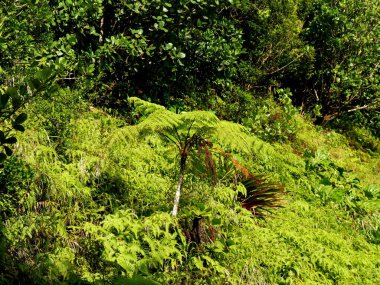 Ağaç eğreltiotu ve yemyeşil tropikal bitki örtüsü De la Traversee, Guadeloupe Ulusal Parkı 'nda