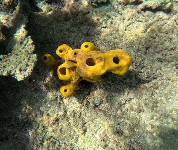 Aplysina fistularis, yellow tube sponge, abundant sea sponge animal in caribbean sea