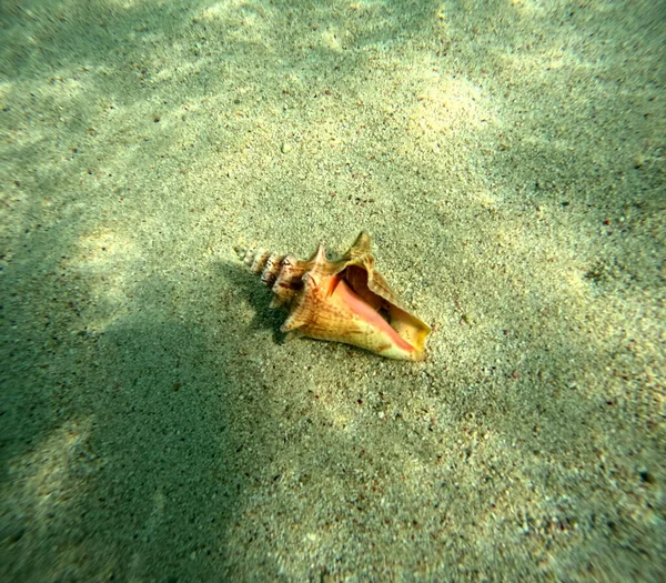 queen conch underwater in the sand, strombus gigas sea mollusc in guadeloupe