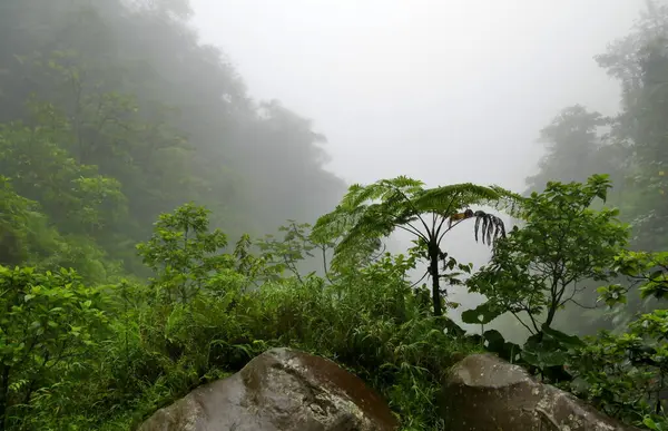 Sisli orman fotoğrafı, tropikal yağmurda yürüyüş, Guadeloupe 'daki bulutların gizemli doğası.