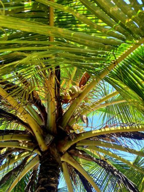 Güneş ışığında hindistan cevizi ağacı, tatilin tropikal plaj sembolü.