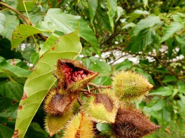 opened achiote fruit pod, with roucou or annatto seeds condiment, bixa orellana tree clipart
