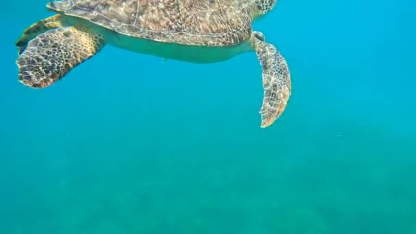 绿海龟浮出水面呼吸和游泳的水下录像 Chelonia Mydas — 图库视频影像