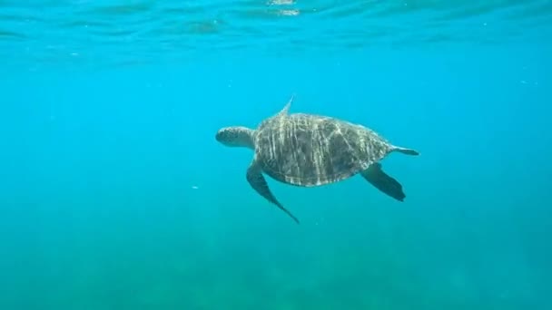 Морська Черепаха Йде Поверхню Щоб Дихати Відео Під Водою Карибському — стокове відео