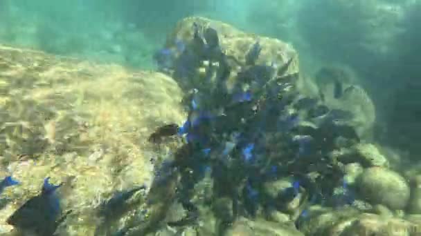 Unterwasser Video Von Akanthurus Coeruleus Fischschule Den Felsen Mit Meeresströmung — Stockvideo