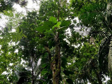 Tropikal Karayip ormanlarındaki yoğun bitki örtüsünden gökyüzüne bakıyor.