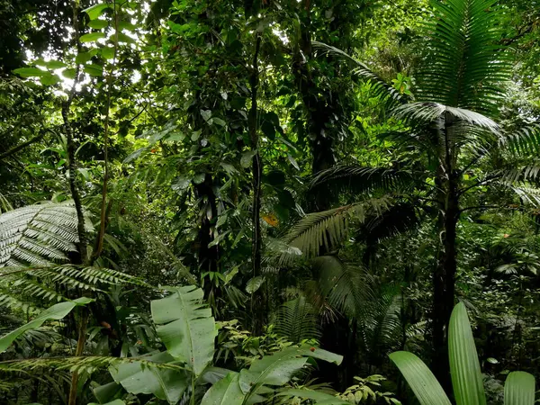 Tropikal yağmur ormanlarındaki yoğun bitki örtüsü, Guadeloupe 'daki bitki örtüsü.