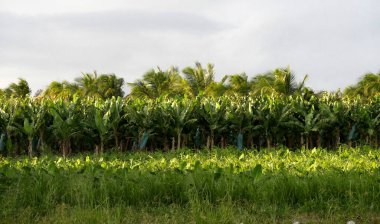 Tropik tarım arazilerinde muz bahçesi, basse terre, guadeloupe