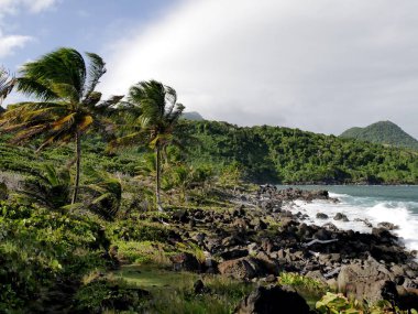 Trois rivieres, guadeloupe 'daki Anse grande vadisinin kıyı manzarası