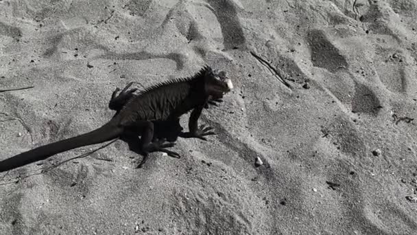 Menší Antilopský Leguán Písečné Pláži Pohybuje Hlavou Západní Indie Kriticky — Stock video