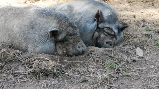 Gros Plan Vidéo Deux Porcs Gascons Dormant Dans Boue Porc — Video