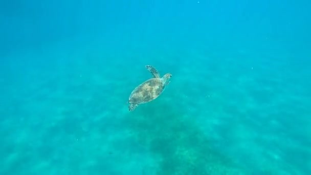 Βίντεο Πράσινη Θαλάσσια Χελώνα Κολυμπάει Στην Επιφάνεια Για Αναπνεύσει — Αρχείο Βίντεο