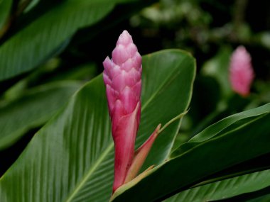 Pembe koni zencefil çiçeği ve yeşil yeşillik. Yaklaş, Alpinia pupurata çiçekleri.