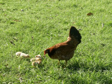 Anne tavuk ve küçük civcivler yeşil çayırlarda, tavuk açık havada. Hayvan ebeveynliği ve hayvan refahı kavramı