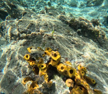 Aplysina fistularis, yellow tube sponge, abundant sea sponge animal in caribbean sea, guadeloupe clipart