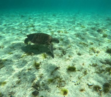 chelonia mydas, green sea turtle seen undersea near the sand clipart