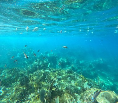 Karayip Denizi 'nde sualtı, tropikal mercan resifleri ve balıklar