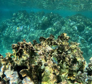 Başçavuş Fish 'in denizaltı fotoğrafı. Guadeloupe, Karayip Denizi 'ndeki mercan resiflerinde tropik balıklar.