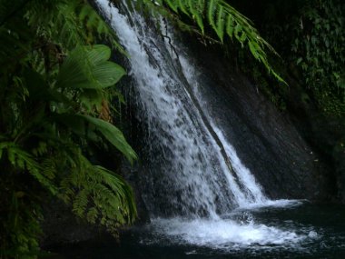 Petit bourg ve Guadeloupe 'daki kademelerin ayrıntıları. Manzaralı doğada yemyeşil bitki ve tatlı su