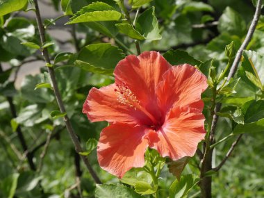 parlak renkli kırmızı turuncu amber çiçeği rosa sinensis çiçeği, porselen gül. Tropik bahçe güzelliği